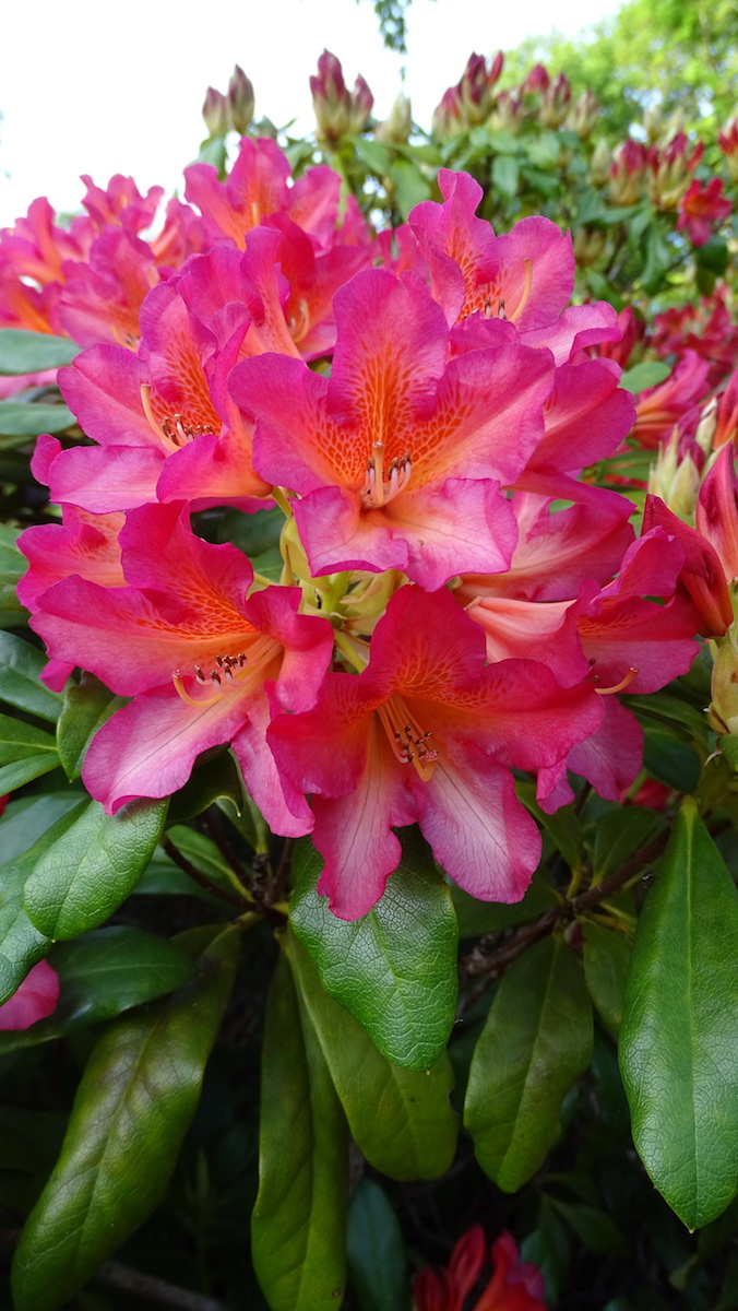 Unknown sold as Twilight